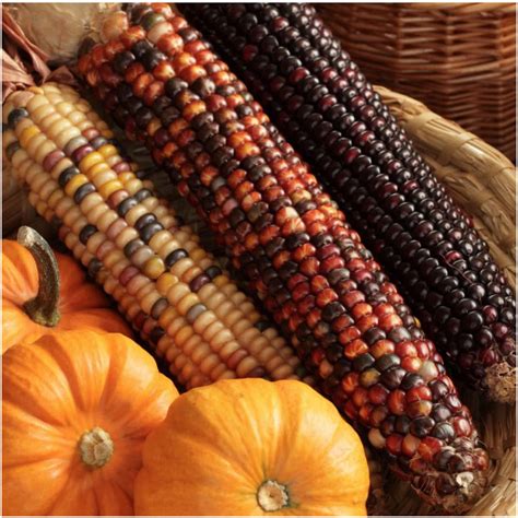 Indian Corn Seeds, Ornamental Mixture (Zea mays) - Seed Needs – Seed Needs LLC