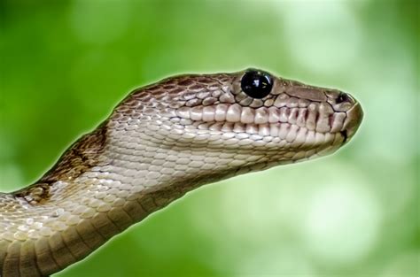 Animal - Snake Free Stock Photo - Public Domain Pictures