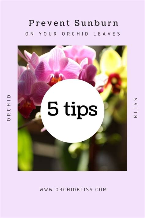 Can Orchids Be in Direct Sunlight? A Gardener’s Guide - Orchid Bliss