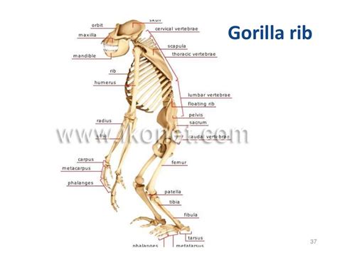 Ant thoracic wall and intercostal space