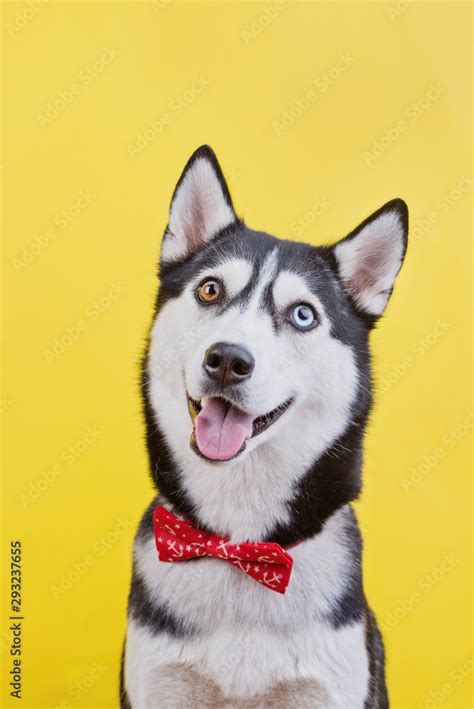 Funny Dog Face Husky