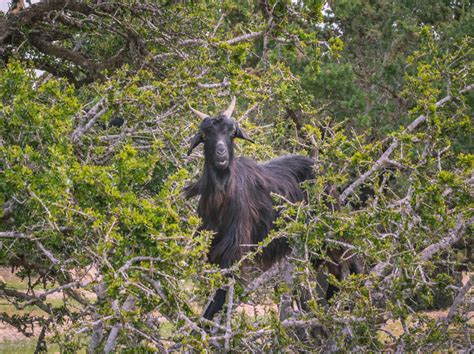 Finding Goats in Trees in Morocco: The Ethical Way!