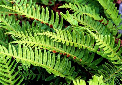 Polypodium Vulgare Photograph by Adrian Thomas/science Photo Library