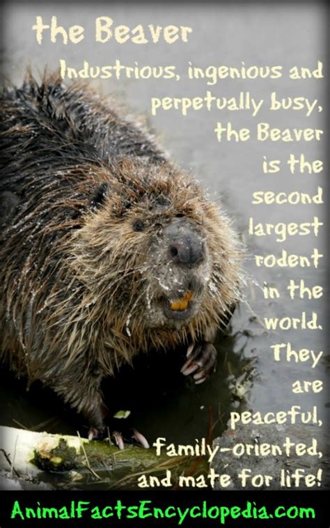 Beaver Facts - Animal Facts Encyclopedia