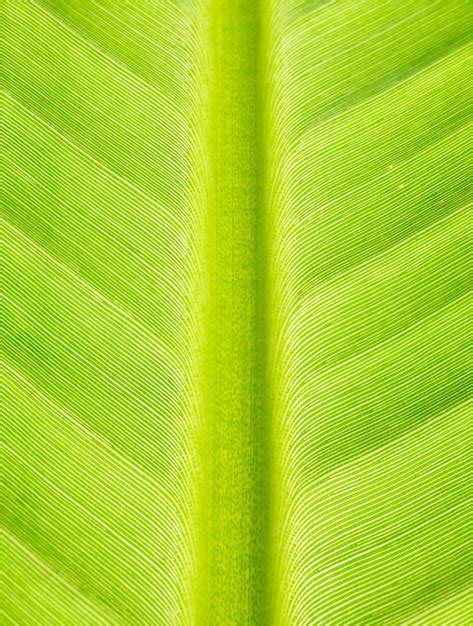 Premium Photo | Banana leaf pattern