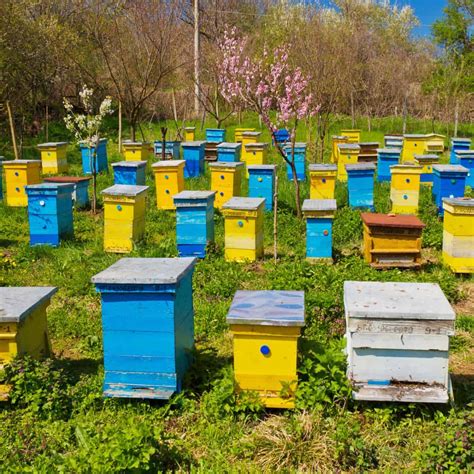 Different Types of Beehives (Pros & Cons)- Carolina Honeybees