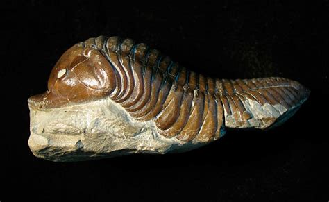 Louisville Fossils and Beyond: Cleaned Silurian Trimerus Trilobite