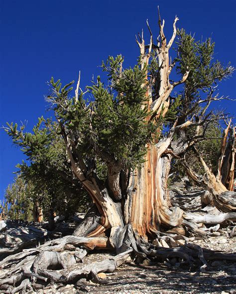 Oldest tree in the world - Pinus longaeva 5067 years old ~ Delicious Vision