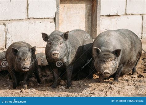 Household a Large Black Pigs in Farm. Pig Farming is Raising and ...