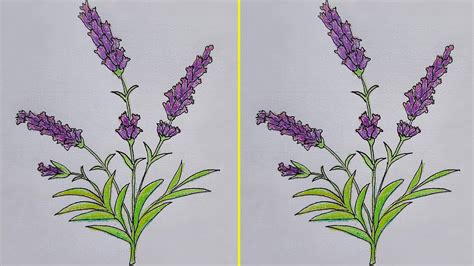 How to draw lavender flowers - YouTube