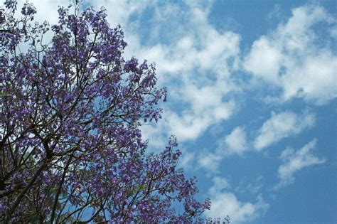 Purple Jacaranda Flowers On A Tree Free Stock Photo - Public Domain ...