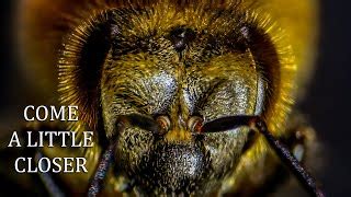 Bee Under Microscope