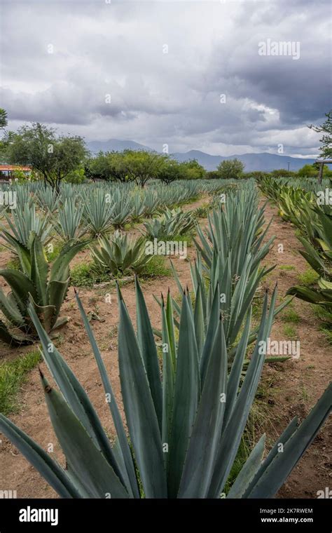 An agave plantation for the Mezcal production in the Valley of Oaxaca near Teotitlan del Valle ...