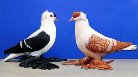 Fancy Pigeons