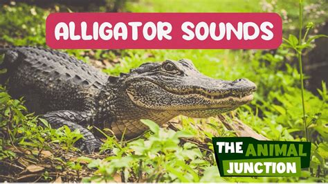 Alligator Sounds (Bellow/Hiss) - 1 min | Animal Sounds in Nature ...