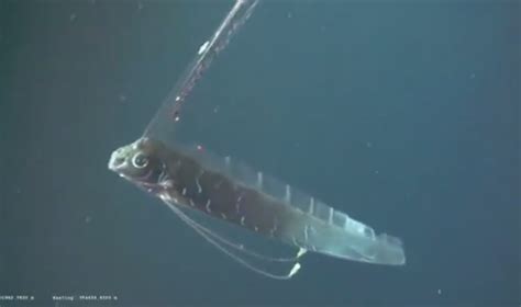 Deep-sea Giant Oarfish Seen on Video for the First Time | OutdoorHub