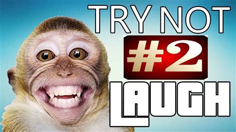 Try Not To Laugh Animals Gif / Funny dancing dogs compilation try not ...