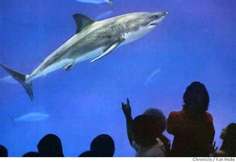 Monterey Aquarium's great white shark released at sea - SFGate