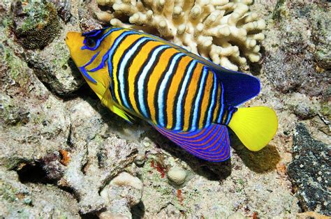 Regal Angelfish On A Reef Photograph by Georgette Douwma