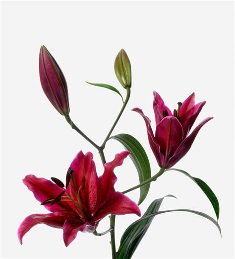 Mambo Red Long-Stem Deluxe Lily | Flowers | Certified B Corp | FLOWERBX US