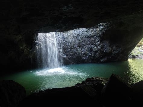 Springbrook andTamborine Rainforest Tour Incl Natural Bridge and Glow Worm Cave, Brisbane ...