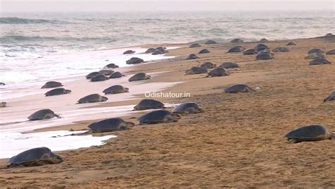 Gahirmatha Marine Turtle Sanctuary, Kendrapara | Odisha Tour