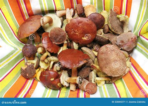 Edible Forest Mushrooms Real Photo Stock Image - Image: 33844271