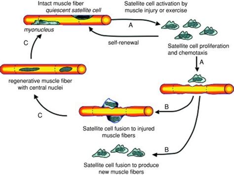 Schematic representation of the cycle of satellite cell activation ...