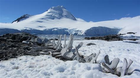 How to visit Antarctica by boat or plane - travel guide ⋆ Victor's Travels