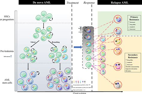 Frontiers | Drug Resistance Mechanisms of Acute Myeloid Leukemia Stem Cells