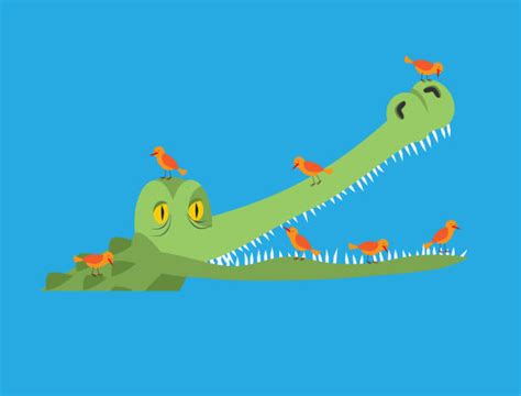 Crocodile Plover Stock Photos, Pictures & Royalty-Free Images - iStock