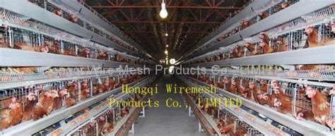 laying hens cages - HQ-4 - HQ (China Manufacturer) - Products