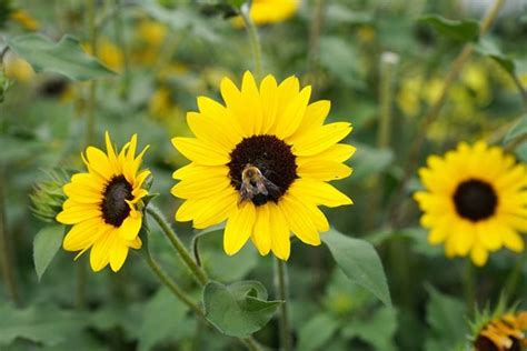 Michigan Flowers For Bees | Best Flower Site