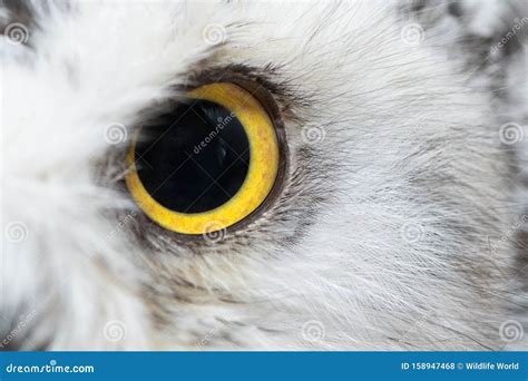 Owl Eye Close-up, Eye of the Snowy Owl, Bubo Scandiacus Stock Photo ...