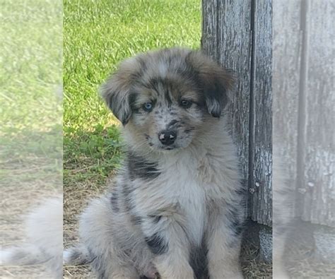 View Ad: Australian Shepherd-Norwegian Elkhound Mix Litter of Puppies for Sale near Illinois ...