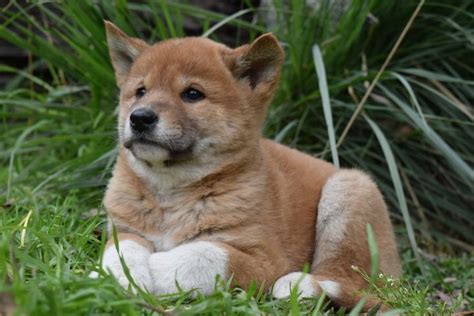 Three Words. Cute Dingo Puppies. | HuffPost Australia News