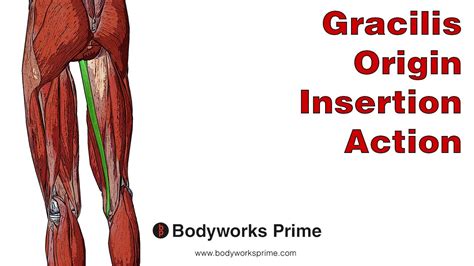 Gracilis Anatomy: Origin, Insertion & Action - YouTube