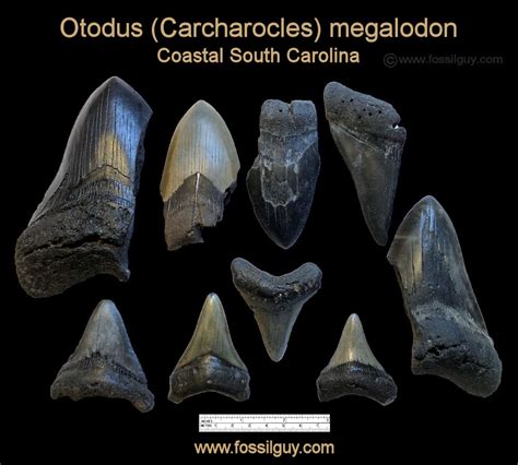 Prehistoric Shark Teeth Identification