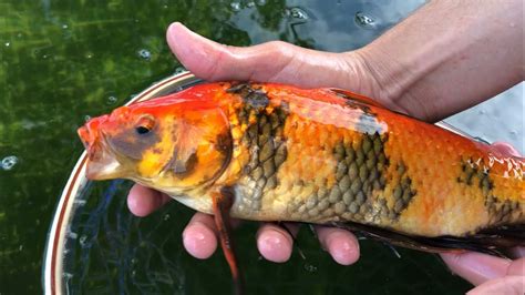 We Stocked The Pool Pond with SUPER RARE Koi - YouTube