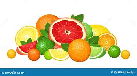 Citrus Fruits Design Templete. Hand Drawn Vector Colour Fruit ...