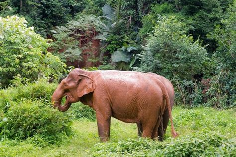 Wildlife holidays in Cambodia