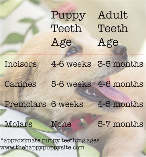 Puppy Tooth Chart Dog Teeth Age