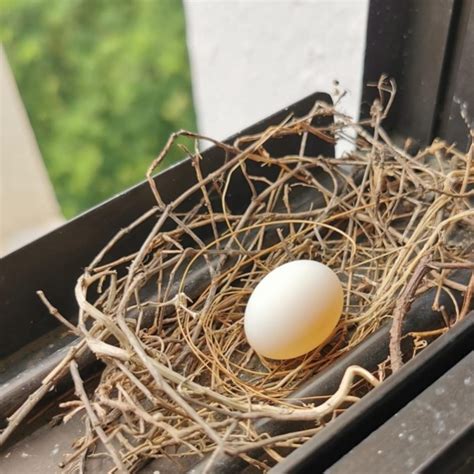 Zebra Doves’ Nest On My Window Sill - ~rachelism~