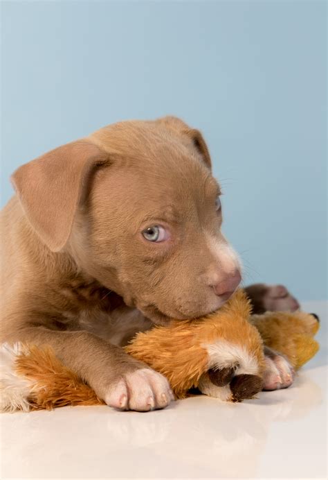 Is A Pitbull Lab Mix Puppy The Right Family Pet For Me?