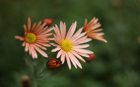 Autumn Flowers Desktop Wallpaper - WallpaperSafari