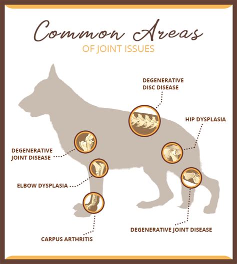 Signs and Symptons of Joint Pain in Dogs - PetieTec | petietec