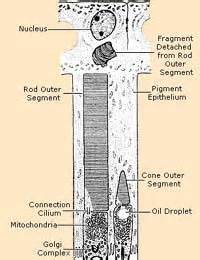 What Are Photoreceptors?