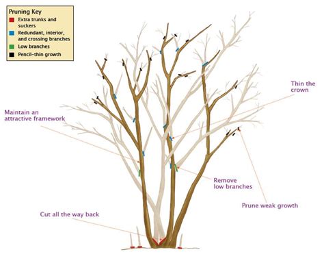 Pruning Crepe Myrtle Trees