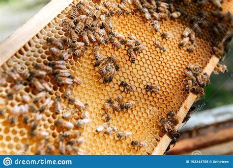 Beehive Open for Inspection by the Beekeeper Stock Image - Image of apiarist, insect: 193344705