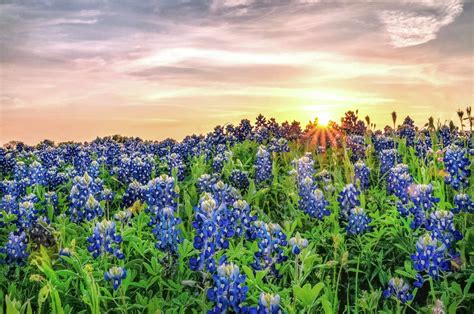 9 great places to see bluebonnets in Texas